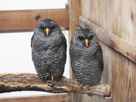 写真:掛川花鳥園