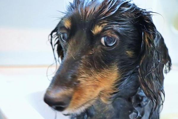 写真:DOG ASIL(ドッグアシル)